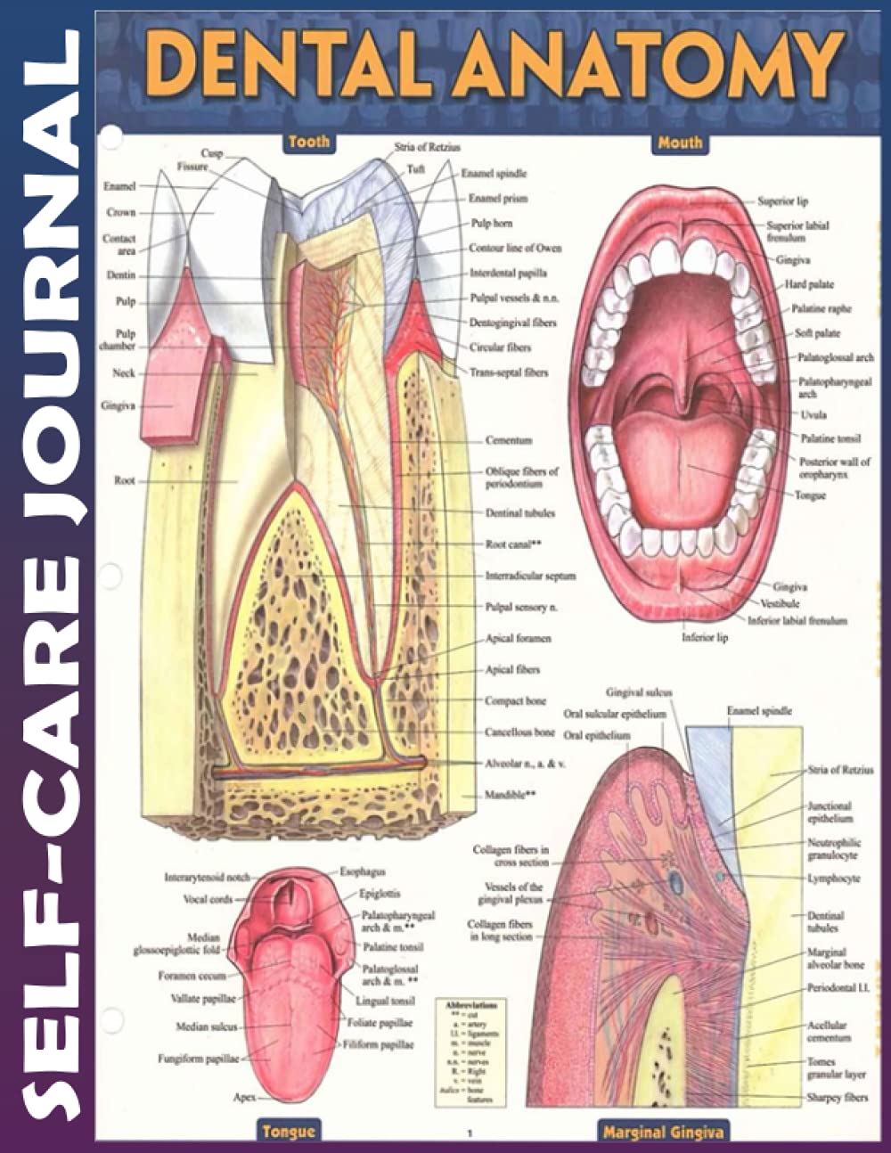 Self Care Journal: dental anatomy
