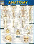 Anatomy[ANATOMY][Other]