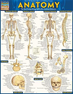 Anatomy[ANATOMY][Other]
